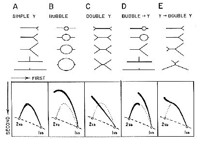 agarose gel apparatus