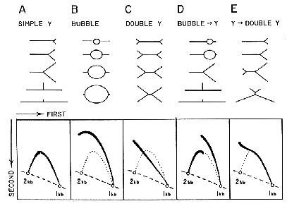 cartoon illustration of 2-D gel patterns