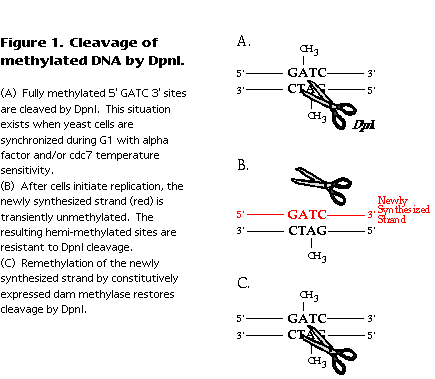 cartoon illustration of rationale